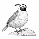 California Quail Coloring Pages 2