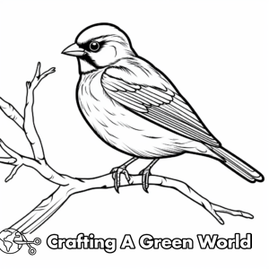 Red Winged Blackbird Coloring Pages - Free &amp; Printable!