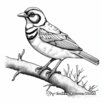 Classic Blue Jay Coloring Pages 3