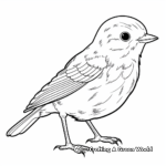 Colorful European Robin Coloring Pages 4