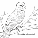 Colorful Lorikeet Parrot Coloring Pages 2