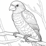 Colorful Rainbow Lorikeet Coloring Pages 4