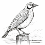 Coloring Pages of Western Meadowlark in Various Poses 2