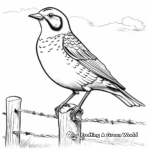Coloring Pages of Western Meadowlark in Various Poses 3