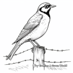 Coloring Pages of Western Meadowlark in Various Poses 4