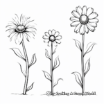Daisy Blossom Life Cycle Coloring Pages 1