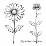 Daisy Blossom Life Cycle Coloring Pages 4