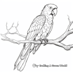 Dazzling Scarlet Macaw Coloring Sheets 2
