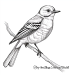 Detailed Anatomy of a Mockingbird Coloring Page 3