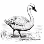 Detailed Australian Black Swan Coloring Pages 1