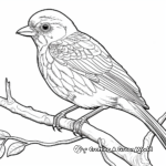 Detailed Baltimore Oriole Coloring Pages 2