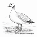 Detailed Barnacle Goose Coloring Pages for Adults 1