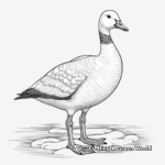 Detailed Barnacle Goose Coloring Pages for Adults 3
