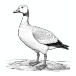 Detailed Barnacle Goose Coloring Pages for Adults 4