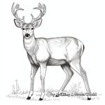 Detailed Black-tailed Mule Deer Coloring Pages for Adults 4
