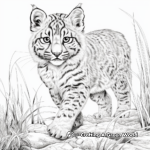 Detailed Bobcat Hunting Scene Coloring Pages 2