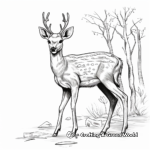 Detailed Chital or Spotted Deer Coloring Pages 1