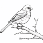 Detailed Dark-eyed Junco Coloring Pages for Adults 2