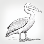 Detailed Great White Pelican Coloring Pages for Adults 2