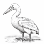 Detailed Great White Pelican Coloring Pages for Adults 3