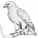 Detailed Harris Hawk Coloring Sheets for Adults 2