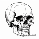Anatomía detallada del cráneo humano Páginas para colorear 1