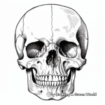 Anatomía detallada del cráneo humano Páginas para colorear 2