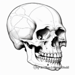 Anatomía detallada del cráneo humano Páginas para colorear 3