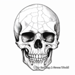 Anatomía detallada del cráneo humano Páginas para colorear 4