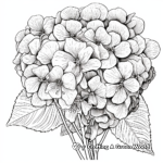 Detailed Hydrangea Petiolaris Coloring Pages 1