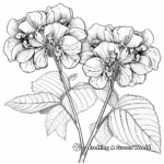 Detailed Hydrangea Petiolaris Coloring Pages 3