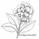 Detailed Hydrangea Petiolaris Coloring Pages 4