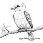 Detailed Realistic Kookaburra Coloring Sheets 4