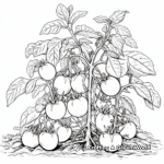 Detailed Tomato Plant Coloring Pages 2