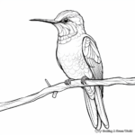 Detailed Violet-Crowned Adult Hummingbird Coloring Pages 1