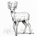 Detailed White Tailed Deer Coloring Sheets for Adults 3