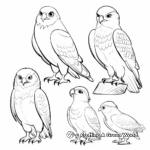 Different Species of Falcons: Educational Coloring Pages 2
