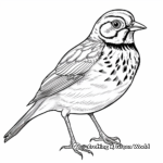 Distinguished Song Sparrow Coloring Pages 2