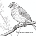 Distinguished Song Sparrow Coloring Pages 3