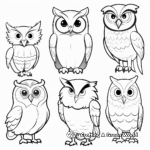 Diverse Species of Owls Including Great Horned Owl Coloring Page 1