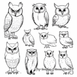 Diverse Species of Owls Including Great Horned Owl Coloring Page 2