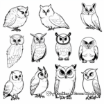 Diverse Species of Owls Including Great Horned Owl Coloring Page 4