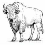 Dynamic American Bison Coloring Pages 3