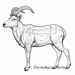 Educational Bighorn Sheep Anatomy Coloring Pages 1