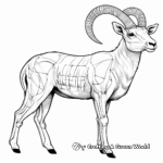 Educational Bighorn Sheep Anatomy Coloring Pages 2