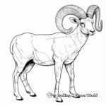 Educational Bighorn Sheep Anatomy Coloring Pages 4