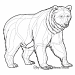 Educational Grizzly Bear Anatomy Coloring Pages 3