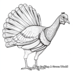 Educational Turkey Anatomy Coloring Pages 2