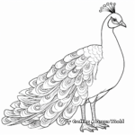 Elegant White Peacock Coloring Sheets 4