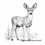 Elusive Mule Deer Coloring Pages 1
